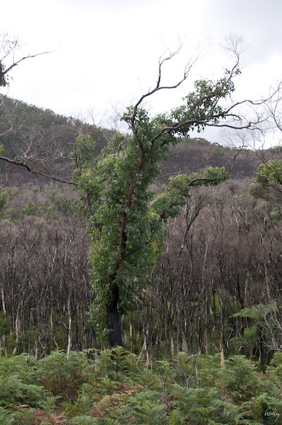 AustraliaEast 10  116-1